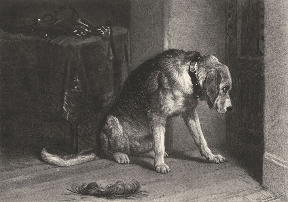 DOGS. The friend in suspense-Landseer c1880 old antique vintage print picture